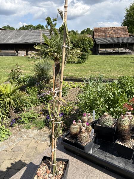 Selenicereus grandiflorus Kuba Form
